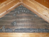 bat control, bats in attic caledonia, mi